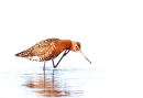 Black tailed Godwit,scratching. Aug. '15.