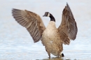 Canada Goose with raised wings. Aug. '15.