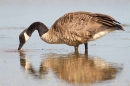 Canada Goose feeding in water. Aug. '15.
