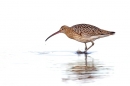 Curlew and the splash. Aug. '15.