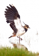 Lapwing with raised wings. Aug. '15.
