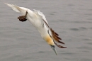 Gannet diving into sea. Sept. '15.