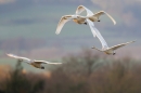 4 Whooper Swans in flight. Nov. '15.