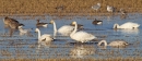 Whooper Swans and Pink footed Geese 2. Nov. '15.