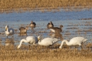Whooper Swans and Pink footed Geese 1. Nov. '15.
