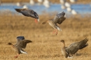 4 Pink Footed Geese landing. Nov. '15.