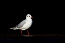 Black headed Gull coming out of the shadows.Feb.'16.