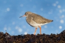 Redshank on seaweed with robw.Feb.'16.