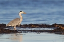 Coastal Grey Heron.Feb.'16.