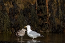Herring Gull and juvenile.Mar.'16.