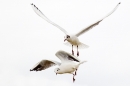 Black headed Gulls in flight.Mar.'16.