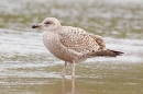 Juvenile Herring Gull.Mar.'16.