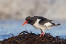 Oystercatcher shaking off water 2. Mar.'16.