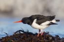 Oystercatcher shaking off water. Mar.'16.