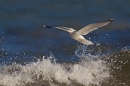 Common Gull over wave. Mar.'16.