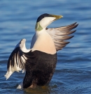 Male Eider stood up in sea. Mar.'16.