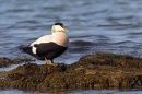 Male Eider on seaweed rock. Mar.'16.