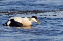 Male Eider displaying,low down. Mar.'16.