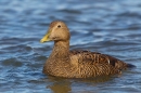 Female Eider in sea. Mar.'16.