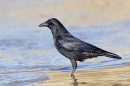 Carrion Crow on beach. Mar.'16.