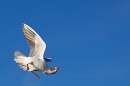 Black headed Gull in flight contortion. Mar.'16.