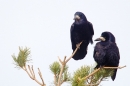 Pair of Rooks on pine. Mar.'16.