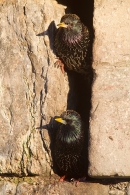 Pair of Starlings at nest hole entrance 2. Mar.'16.