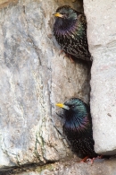 Pair of Starlings at nest hole entrance. Mar.'16.