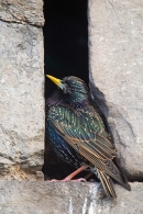 Starling at nest hole entrance. Mar.'16.