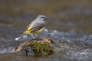 Grey Wagtail on river rock. Apr.'16.