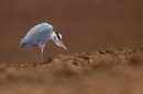 Backlit Grey Heron in field. Apr.'16.