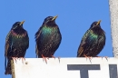 3 Starlings. Apr.'16.