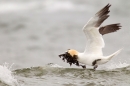 Gannet lifting with seaweed. Apr.'16.