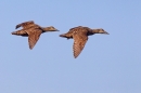 2 female Eiders in flight. May.'16.