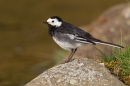 Pied Wagtail on rock. May.'16.
