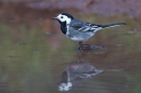 Pied Wagtail and reflection. May.'16.