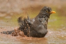 Bathing Blackbird. May.'16.