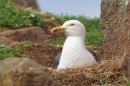 Nesting Lesser B.B.Gull. May.'16.
