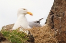 Nesting Herring Gull. May.'16.