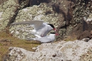 Mating Arctic Terns. May.'16.