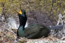 Shag on nest with small chick 2. May.'16.