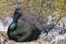 Shag on nest with small chick. May.'16.