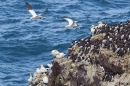 Gannets and guillemots 2. May.'16.