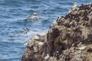Gannets and guillemots. May.'16.
