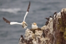 Gannet approaching nest. June '16.