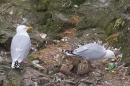 Herring Gulls,nest and 3 chicks. June '16.