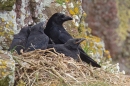 Carrion Crow family on nest. June '16.