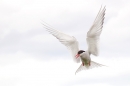 Arctic Tern attack. June '16.