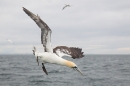 Gannet about to dive. July '16.