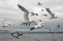 Gannets in flight. July '16.